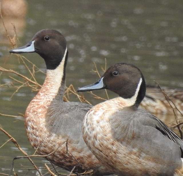 Brown duck with patterns on wing tips and reddish head.