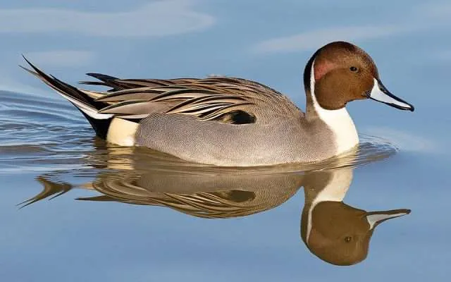 Brown duck with patterns on wing tips and reddish head.