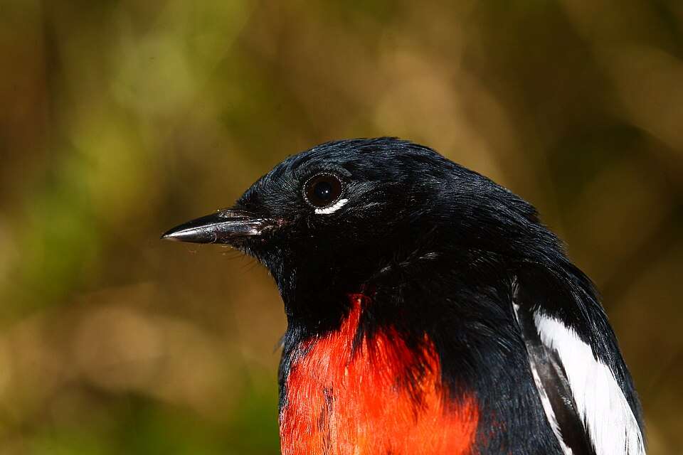 Small black bird with red belly, white wing bars and white under the eye.