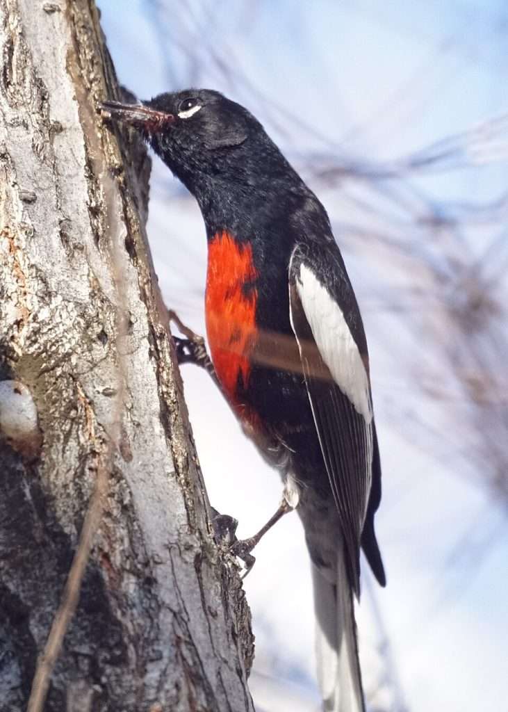Small black bird with red belly, white wing bars and white under the eye.
