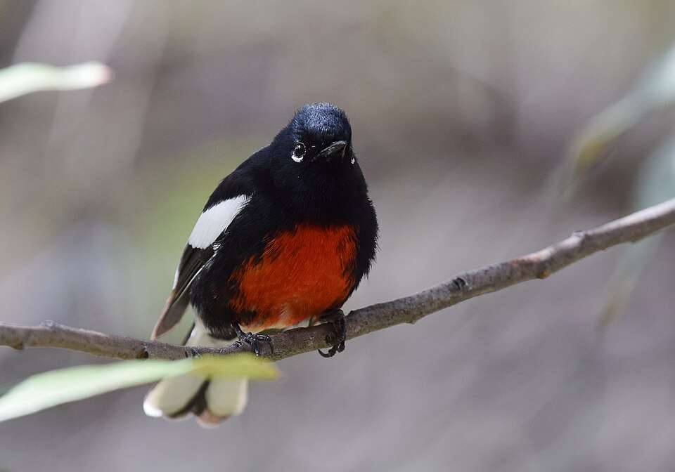 Small black bird with red belly, white wing bars and white under the eye.