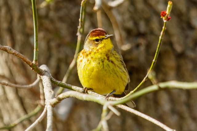 Yellow warbler with brown streaks on the chest and dark brown cap.