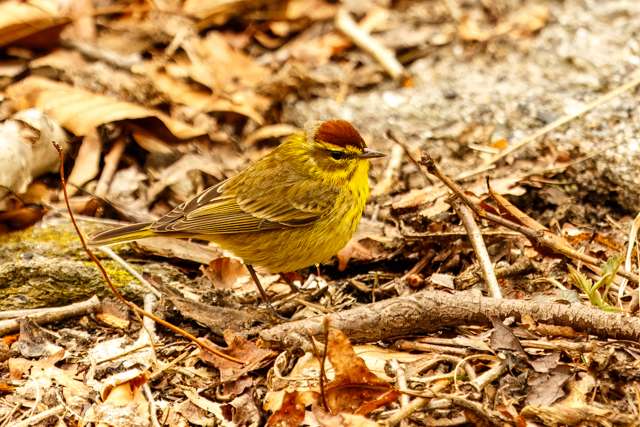 Yellow warbler with brown streaks on the chest and dark brown cap.