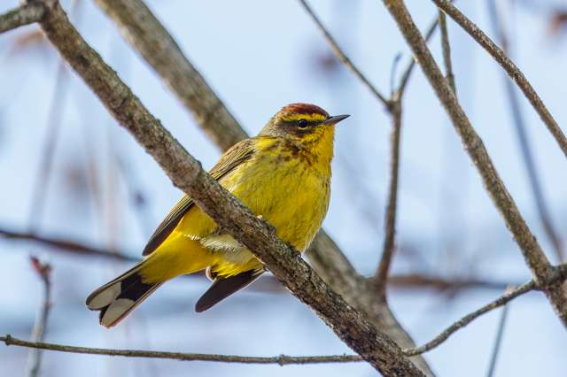 Yellow warbler with brown streaks on the chest and dark brown cap.