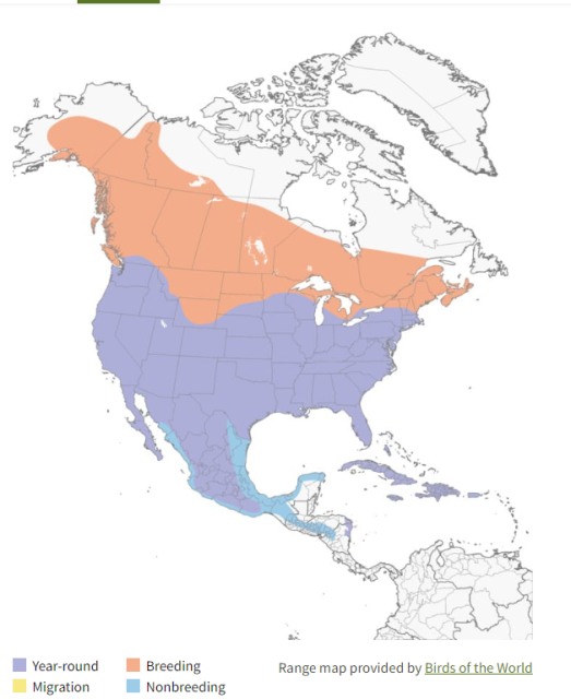Red-tailed Hawk Range Map
