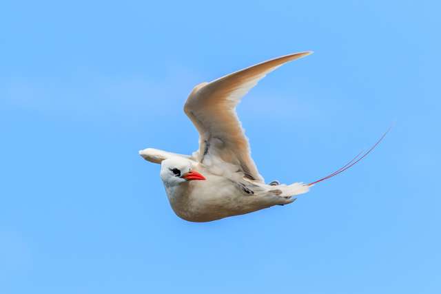 A white seabird in flight. It has a bright red bill and long tail streamers.