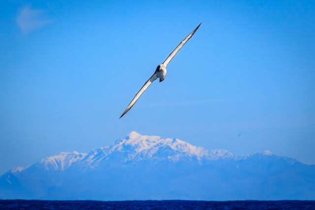 Large white seabird flying over water with a snow capped mountain in the background.