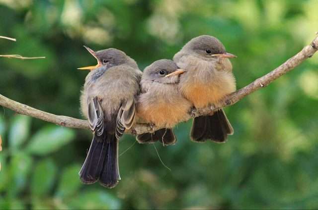 3 small gray birds with rufous bellies.