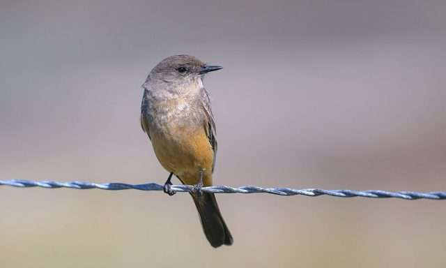 Small gray bird with rufous belly.