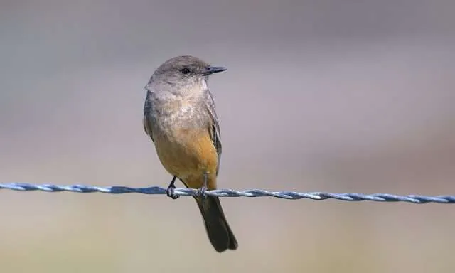 Small gray bird with rufous belly.