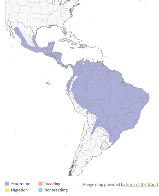 Short-tailed Hawk Range Map