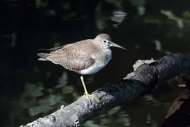 Gray shore bird with pale belly, standing on a stick.