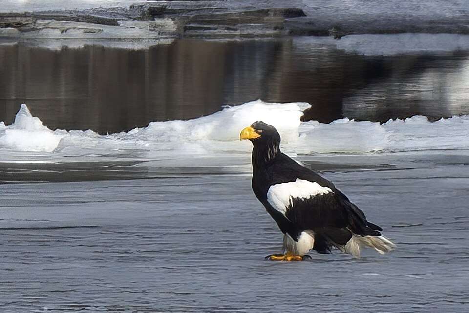 Huge brown eagle with white wing tips and tail.