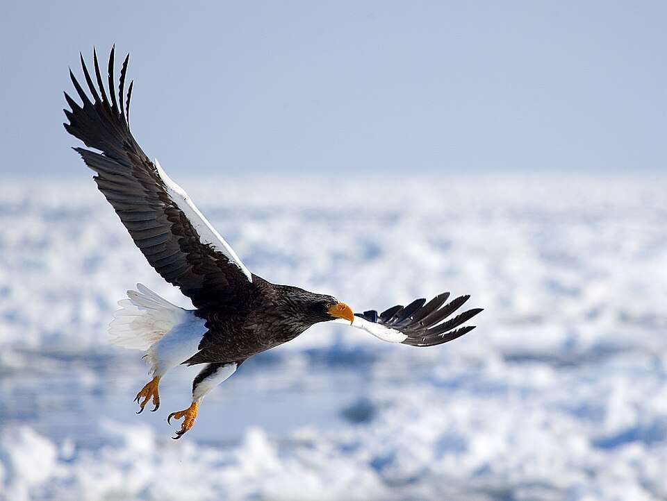 Huge brown eagle with white wing tips and tail.
