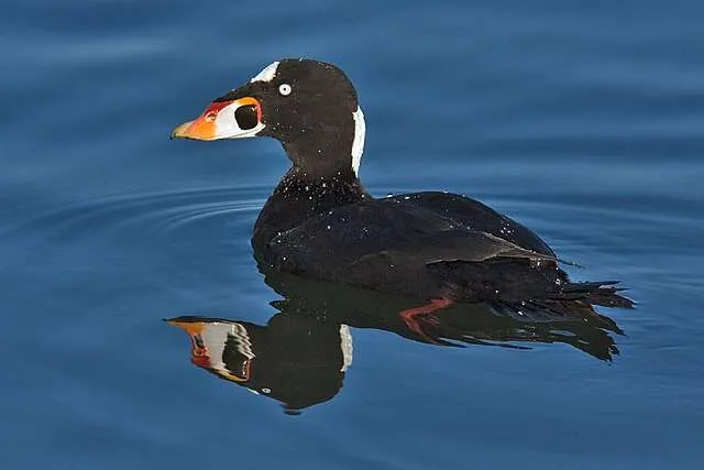 Black duck with white patch on nape and forehead and orange and white bill.