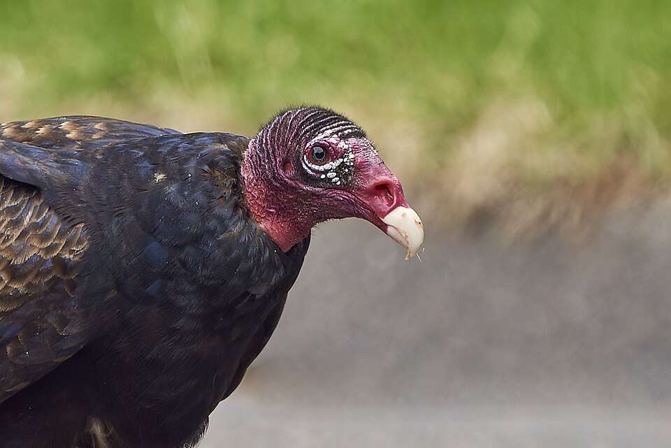 Huge dark bird with bald red head and beak.