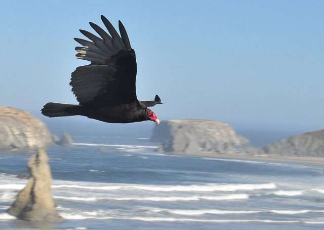 Huge dark bird in flight with bald red head and beak.