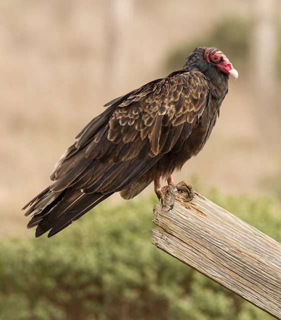Huge dark bird with bald red head and beak.