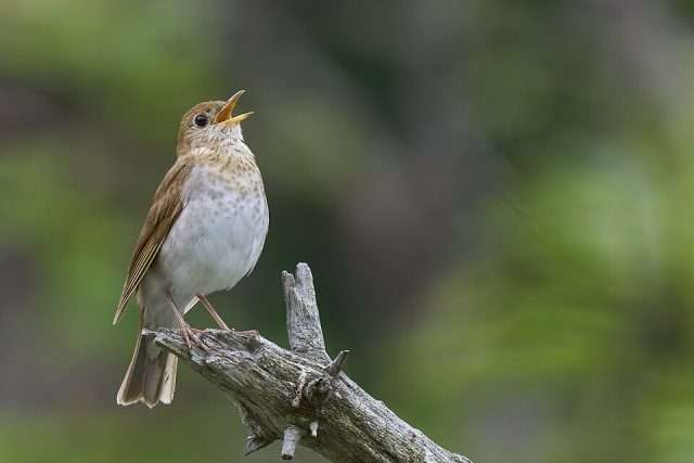 Small brown bird with pale front.
