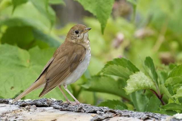 Small brown bird with pale front.
