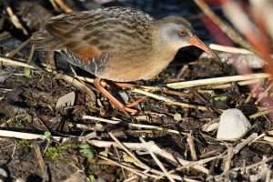 Large marsh bird with brown patterned plumage and red bill.