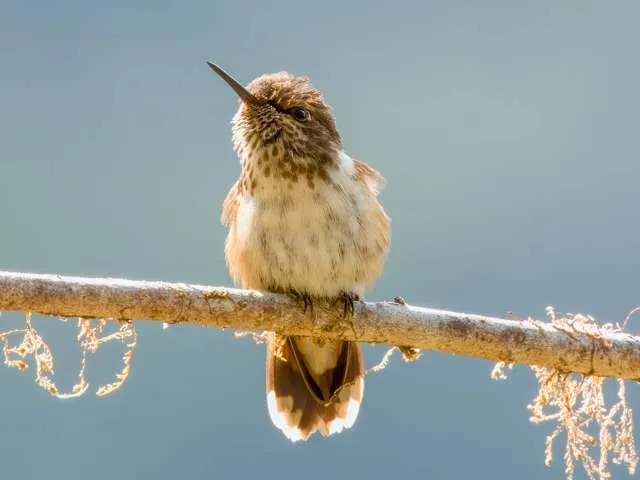 Tiny pale cream hummingbird with dark head and straight bill.