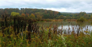 West Virginia Stauffer's Marsh Nature Preserve Scene