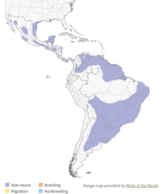 White-tailed Hawk Range Map