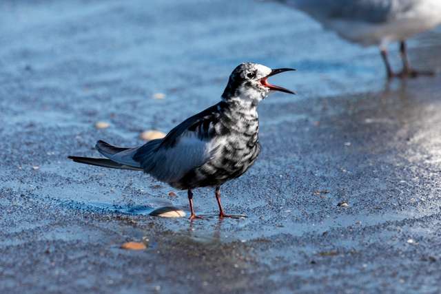 Small elegant sea bird with black plumage and white blotches.