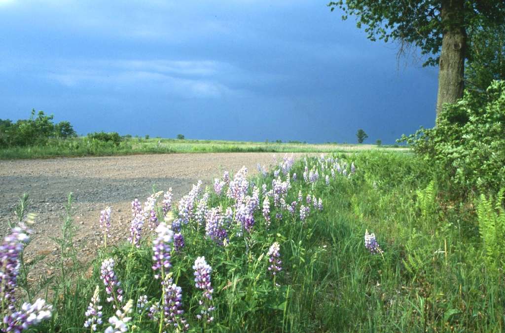 Wisconsin Crex Meadows Scene