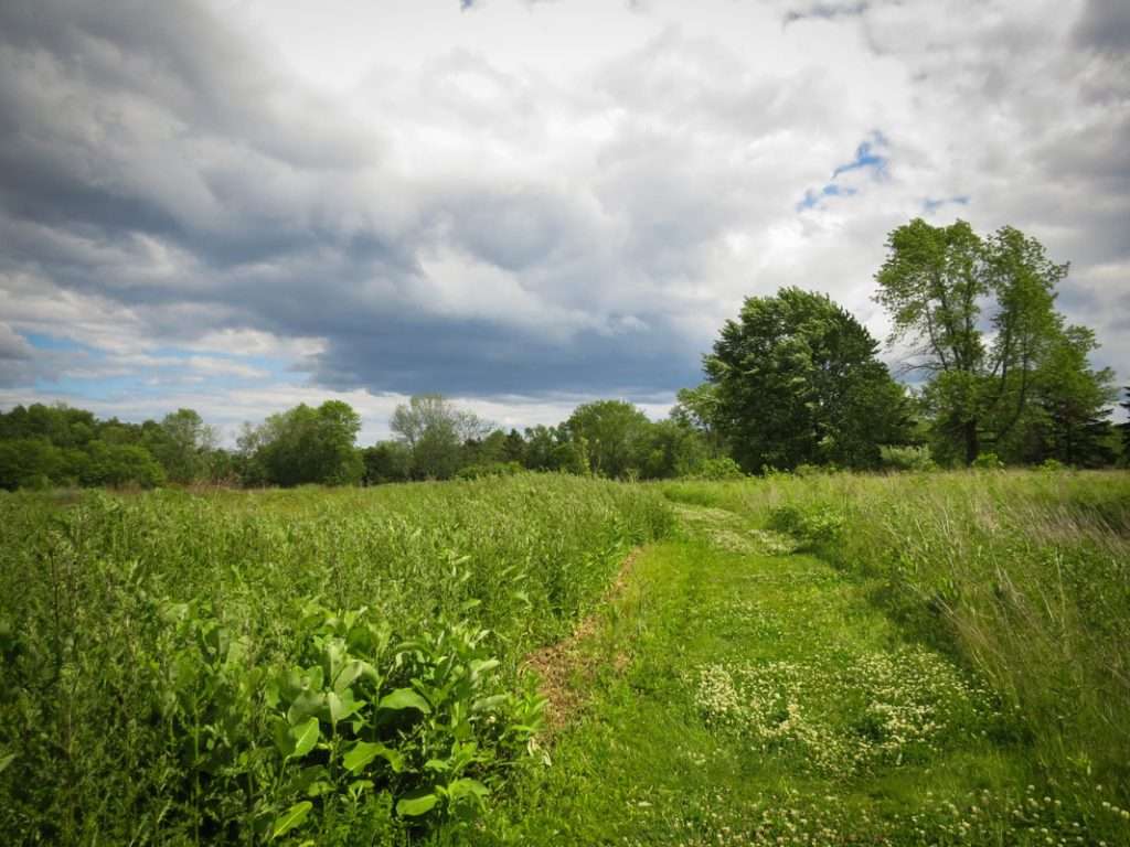 Wisconsin Forest Beach Migratory Preserve Scene