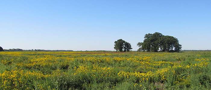 Wisconsin Lake Mills Zeloski Marsh SWA Scene