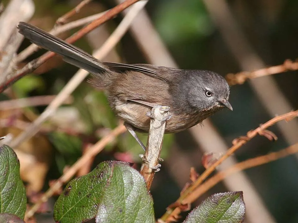 Small brown bird with long tail.