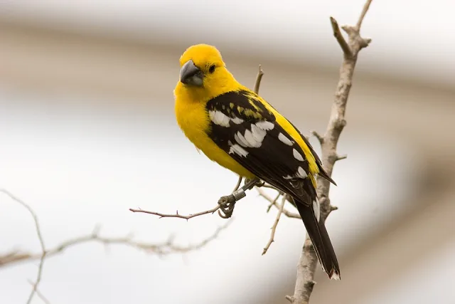Yellow songbird with black wings with white blotches.