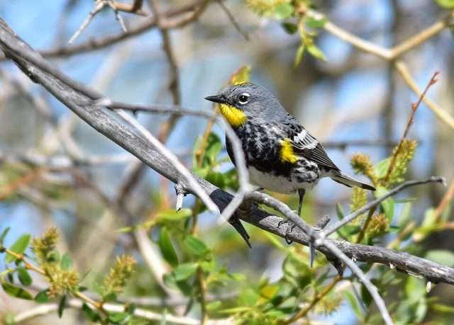 Small bird with gray flanks, white belly, yellow throat and flanks.