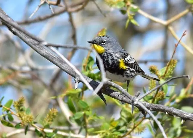Small bird with gray flanks, white belly, yellow throat and flanks.