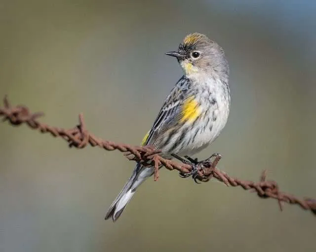 Small bird with gray flanks, white belly, yellow throat and flanks.