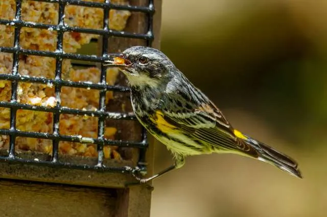 Small bird with gray flanks, white throat and belly, yellow flanks.