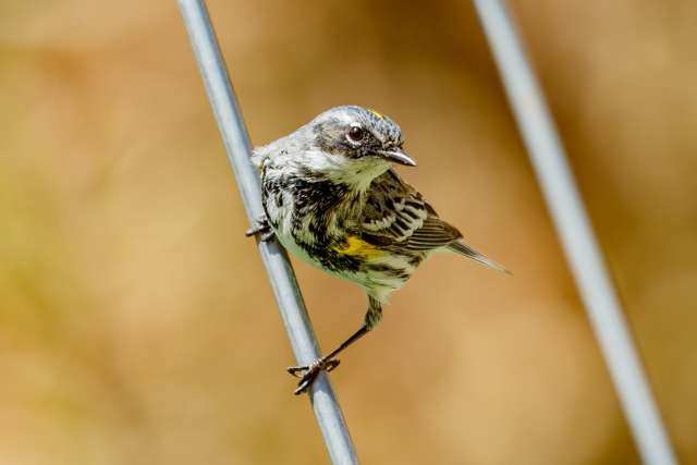 Small bird with gray flanks, white throat and belly, yellow flanks.