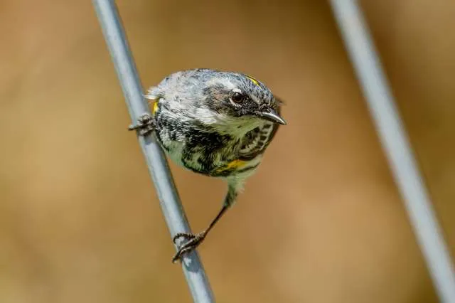 Small bird with gray flanks, white throat and belly, yellow flanks.