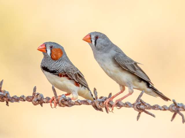 2 small bird with white bellies, gray backs and orange and white faces.