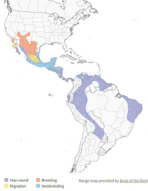 Zone-tailed Hawk Range Map