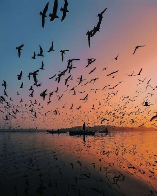 Large group of birds flying into a sunset sky.
