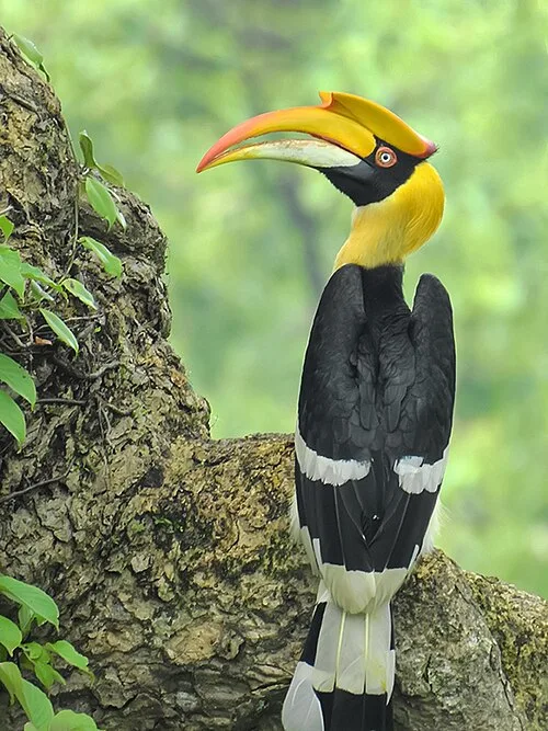 Huge black and white bird with bright yellow neck and very large beak.