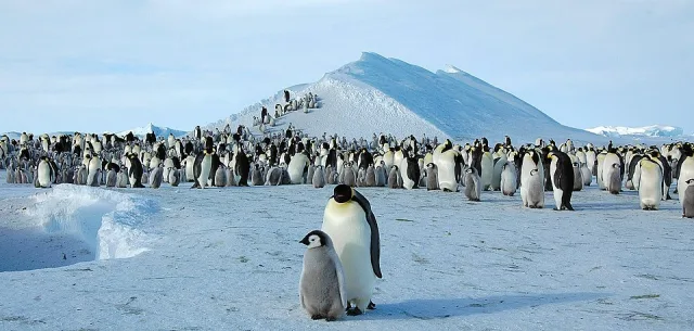Group of penguin in the background with an adult and chick in the foreground.