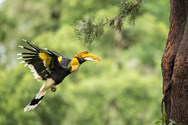 Huge black and white bird with bright yellow neck and very large beak.