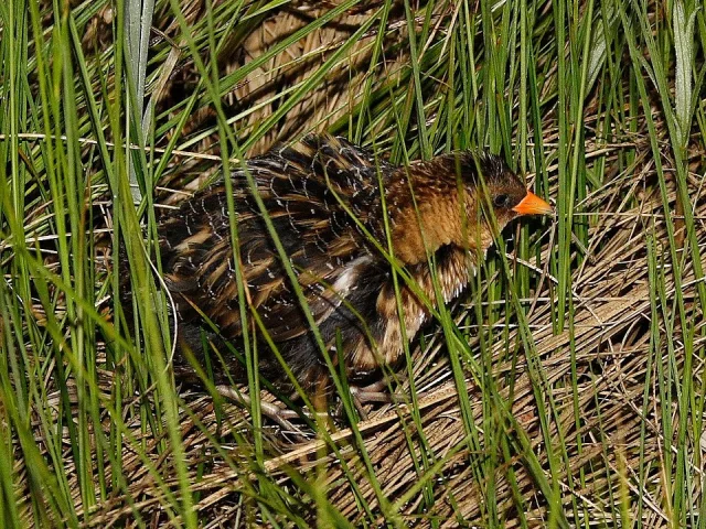 Small brown waterbird with yellow bill.