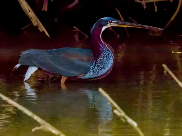 Large and colorful heron with purple plumage and white streaks on the neck.