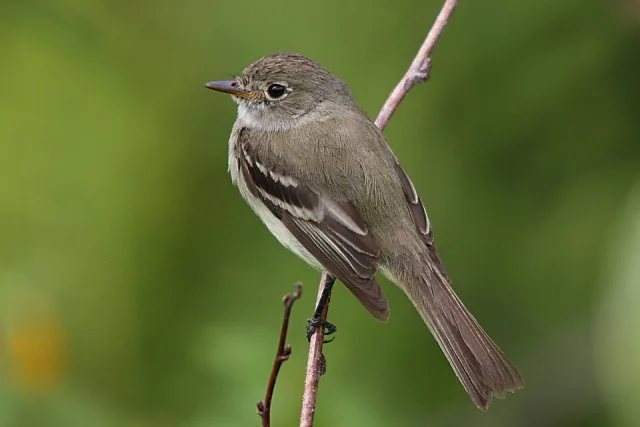 Grey and pale olive forest bird with cream wingbars.