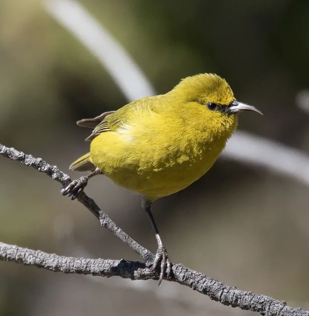 Yellowy green finch with small decurved bill.